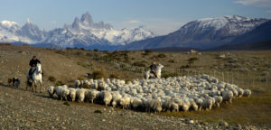 Herding sheep in Argentina.