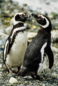 Penguins in Chile.