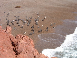Penguins on the beach in Argentina.