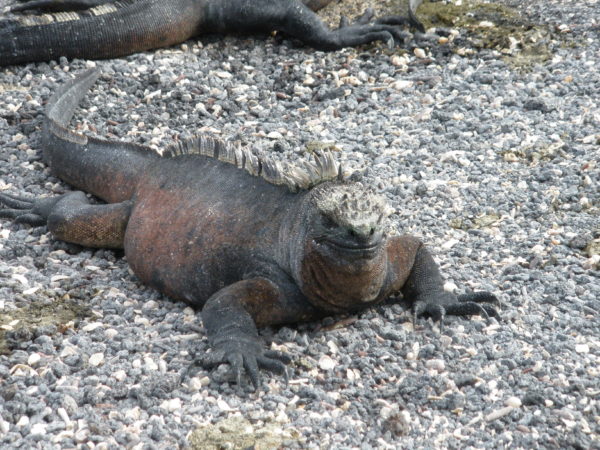 Marine Iguana