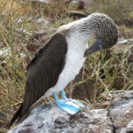 Galapagos booby bird