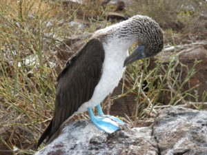 Galapagos booby bird