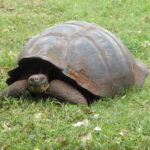 Galapagos Giant Tortoise