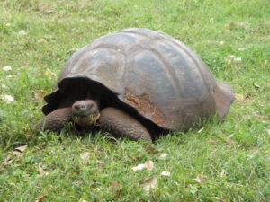 Galapagos Giant Tortoise