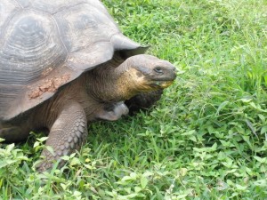 A turtle in Ecuador.