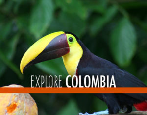 A toucan in Columbia.