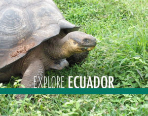 A turtle in Ecuador.