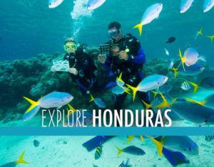 A couple scuba dives with fish in Honduras.