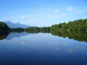 Mangroves at Cuero y Salado, La Ceiba.