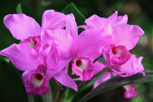 Costa Rica orchids