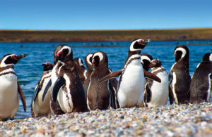 Penguins in Argentina.