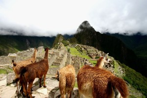 Llamas looking down at Machu Picchu in Peru.