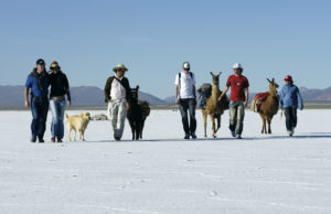 A group walking with llamas in