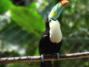 Costa Rica, Toucan