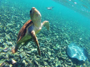 Snorkel & Dive Belize