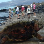 Marine Iguana