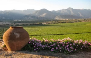 Chilean vineyard.