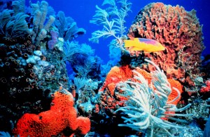 Coral reef in Honduras.
