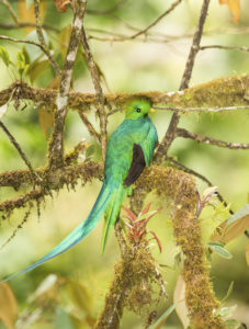 Quetzal bird