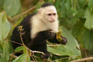 white-faced capuchin, Panama