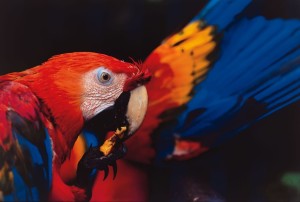 Scarlett Macaw in Peru.