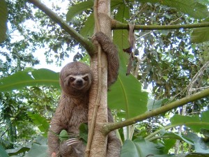 A sloth in Peru.