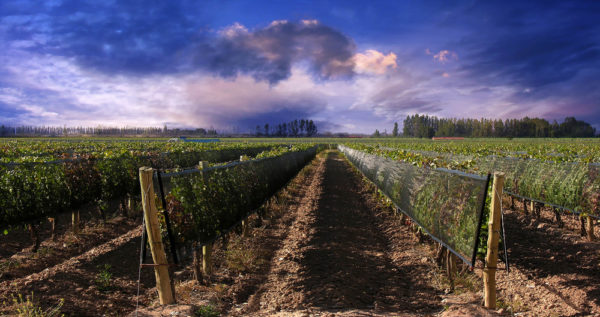 Argentina Glaciers and Vineyards