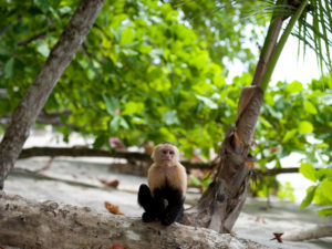 Manuel Antonio